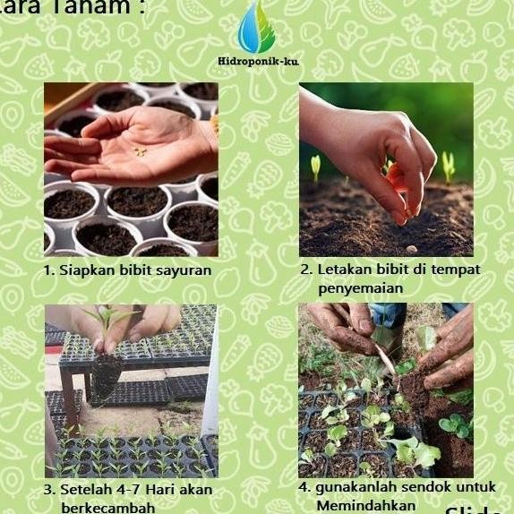 

Terlaris Bibit / Benih Rosemary Import (10 Butir) - Hidroponik Ku