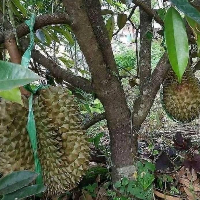

Terlaris Bibit Tanaman Durian Petrok Unggul Tinggi 1M Sampai 1,5M