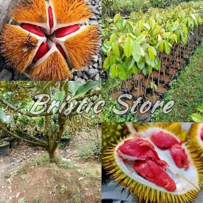 

Terlaris Bibit Durian Merah Kaki 3 / Durio Graveolens Kaki 3 Okulasi Genjah