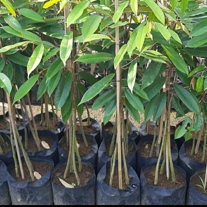 

Terlaris Bibit Durian Musangking Kaki 3 Super/ Durian Musang King Kaki 3 Unggul