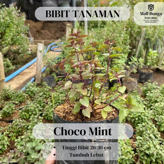 

Terlaris Bibit Daun Mint - Tanaman Herbal Choco Mint Siap Tanam Tinggi 20-30 Cm