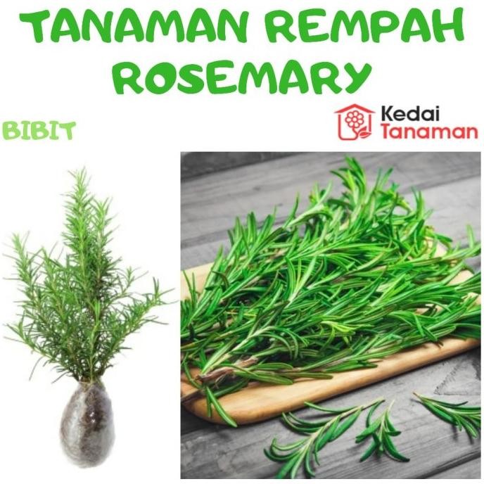 

Terlaris Tukuyuu Daun Herbal Rosemarry - Bibit Tanaman Rempah Daun Rosemary - Bibit Pohon Rosemarry