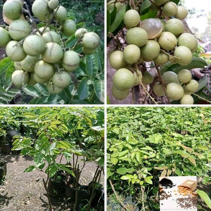 

Terlaris Benih Bibit Klengkeng Aroma Durian (Bibit Super Unggul)