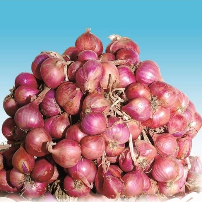 

Terlaris Panah Merah 100 Biji - Benih Bawang Merah Sanren F1 - Bibit Sayuran