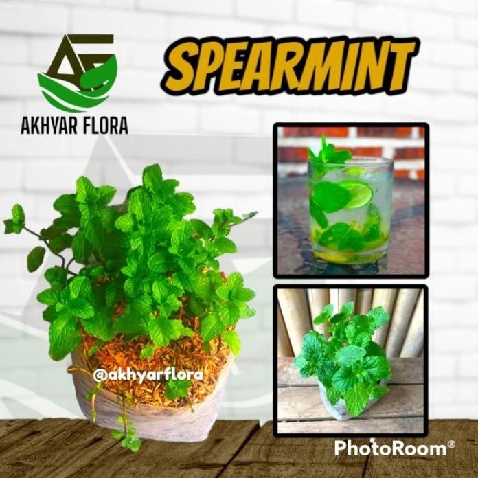 

Terlaris Mint Spearmint Jenis Yang Sering Digunakan Untuk Minuman & Infus Water Bibit Pohon Mint Bibit Mint Daun Mint