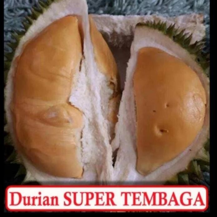 Terlaris Bibit Tanaman Durian Super Tembaga Asli