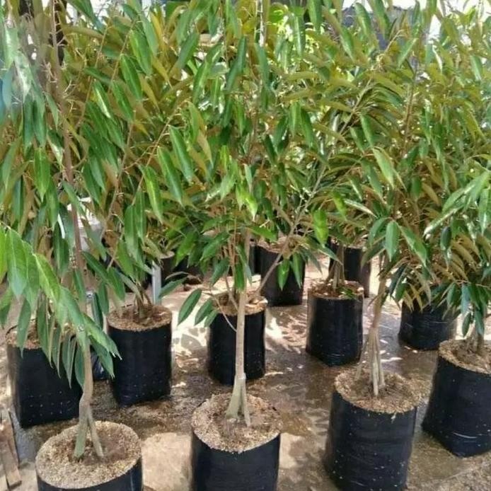 

Terlaris Bibit Tanaman Buah Durian Monthong Kaki 3 Tinggi 1 Meter Super
