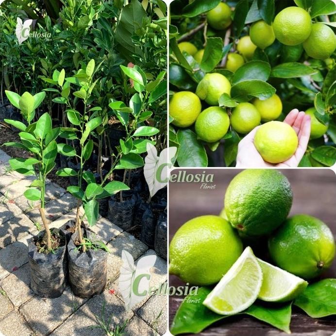 

Terlaris Bibit Tanaman Buah Jeruk Nipis Bumbu / Jeruk Pecel Okulasi Tob