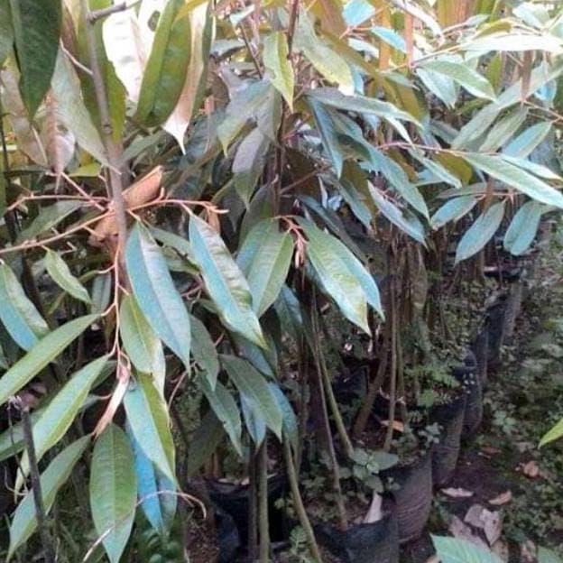 

Terlaris Bibit Durian Musangking Kaki 3 Super