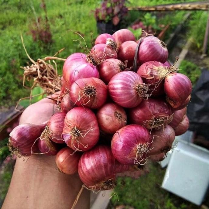 

Terlaris 35 Biji - Benih Bawang Merah Lokananta - Bibit Tanaman Sayur