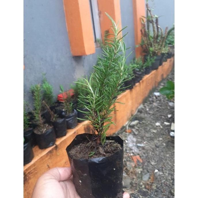 

Terlaris Bibit Rosemary, Rosmari, Tanaman Rosmary, Rusmarin Rwdjiy 2901Sn