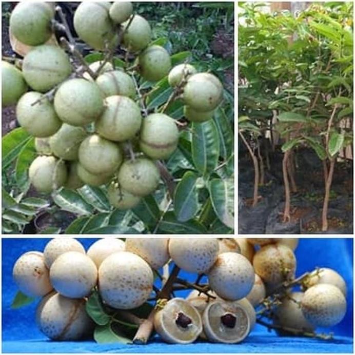 

Terlaris Bibit Kelengkeng Aroma Durian