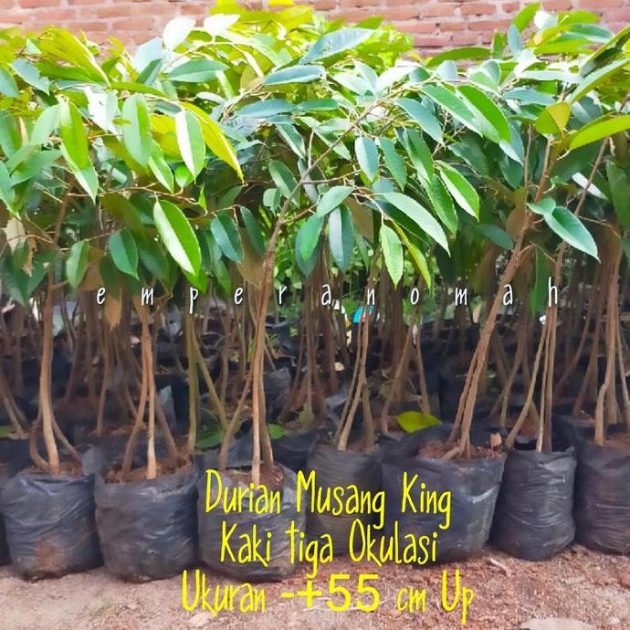 

Terlaris Bibit Buah Durian Musang King Kaki Tiga Super