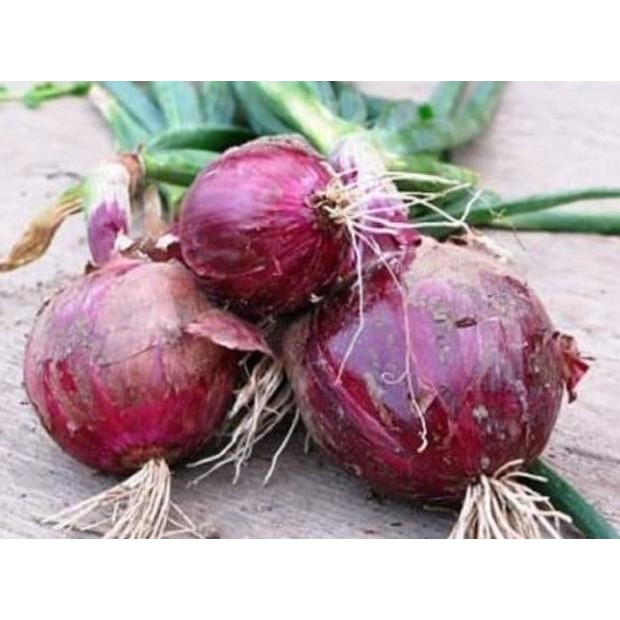 

Terlaris Terbaik Benih-Bibit Bawang Merah Red Burgundy (Haira Seed) 25.25