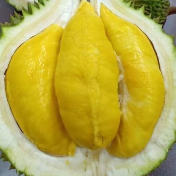 

Terlaris Bibit Durian Musangking Kaki 3