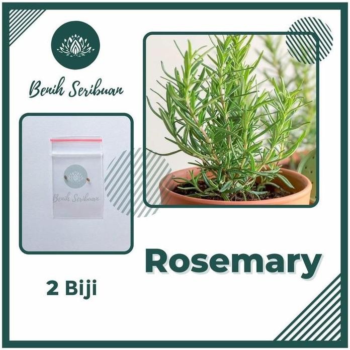 

Terlaris Benih Seribuan - 2 Bibit Rosemary Tanaman Herbal Unggul