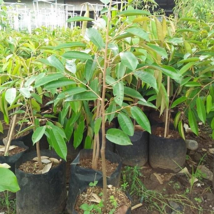 

Terlaris Pohon Durian Duri Hitam Bibit Tanaman Pohon Buah Durian Duri Hitam