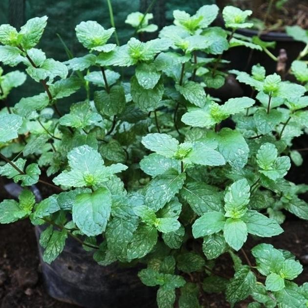 

Terlaris Bibit Daun Mint Banyak Manfaat#Bibit_Tirta_Tani