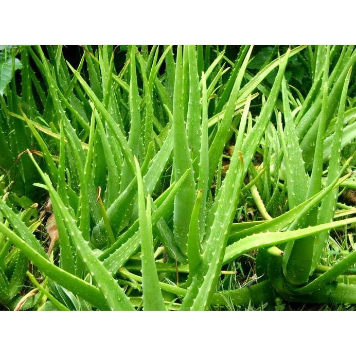 

Terlaris Bibit Tanaman Herbal Lidah Buaya