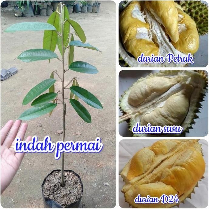 

Terlaris Paket 3 Bibit Tanaman Durian Lebih Hemat