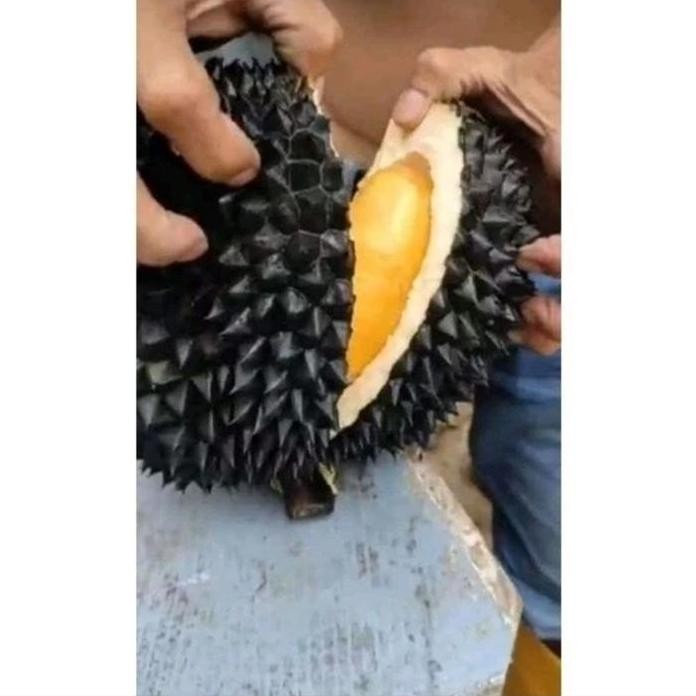 

Terlaris Bibit Durian Black Thorn/Oche Asli Hasil Dari Okulasi
