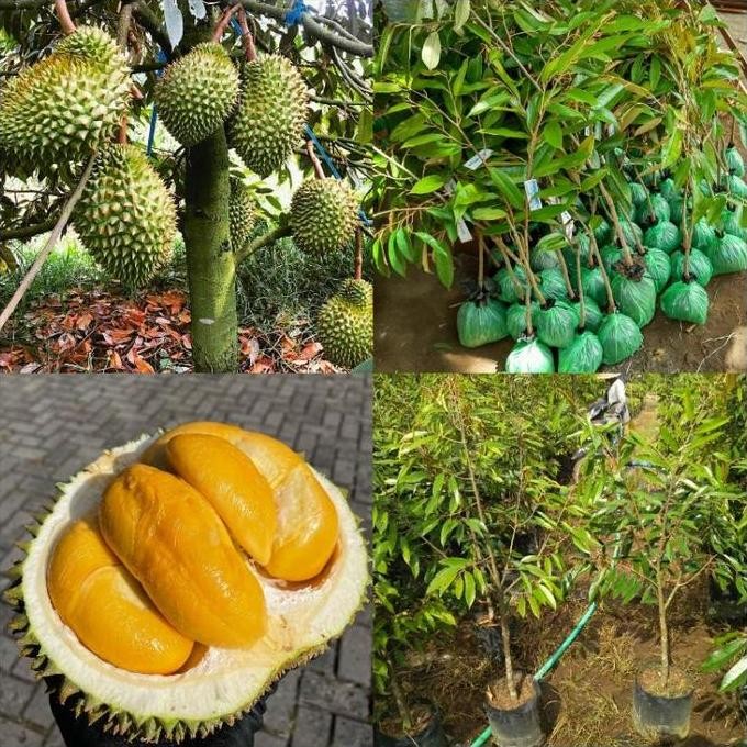 

Terlaris Bibit Durian Duri Hitam Tinggi 1 Meter Up Batang Besar Gratis Pupuk