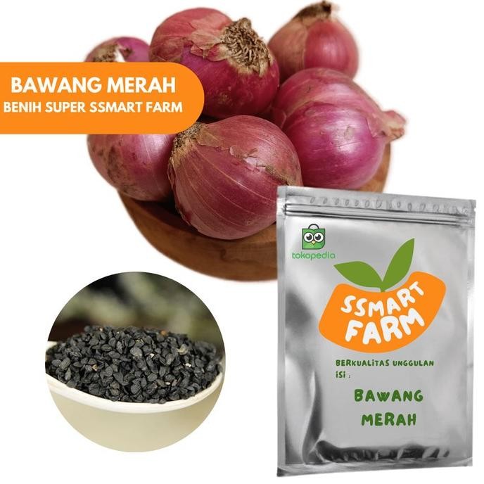

Terlaris Ready Fresh Biji Benih Bibit Bawang Merah Lokananta Unggulan