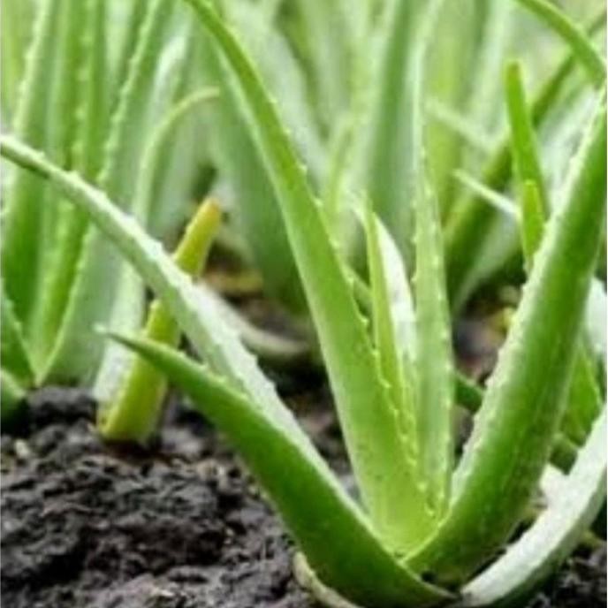 Terlaris Bibit Tanaman Bunga Lidah Buaya Tanaman Lidah Buaya Segar Cantik Murah