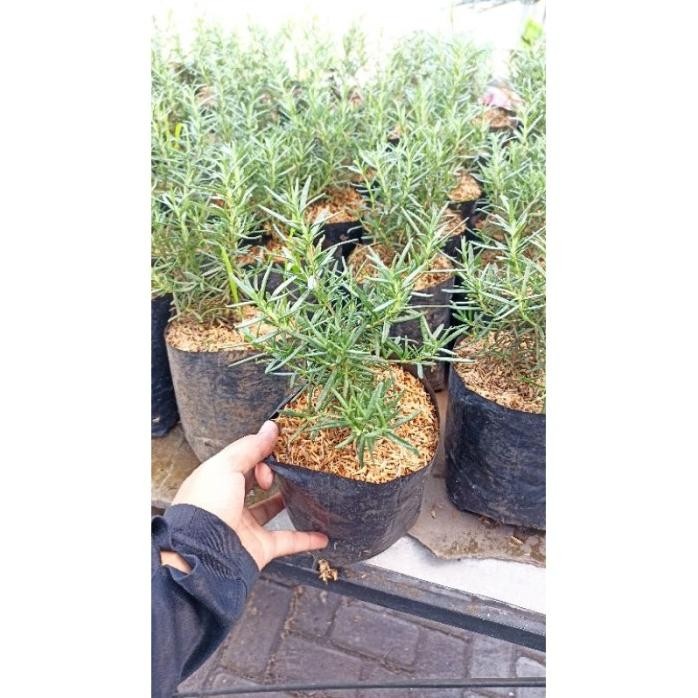 

Terlaris Premium ! Bibit Tanaman Herbal/Rempah Rosemary Original 100%