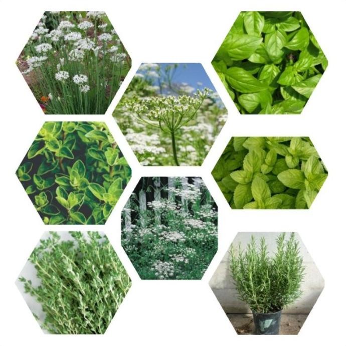 

Terlaris Grosir Paket 8 Jenis Bibit Benih Herb Thyme Oregano Rosemary Garlic