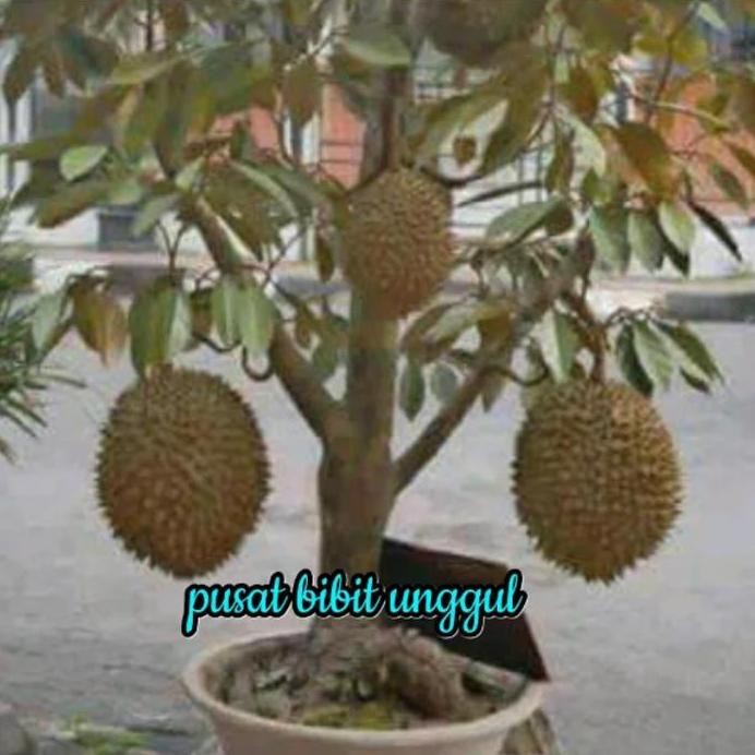 

Terlaris Bibit Buah Durian Montong Super Unggul