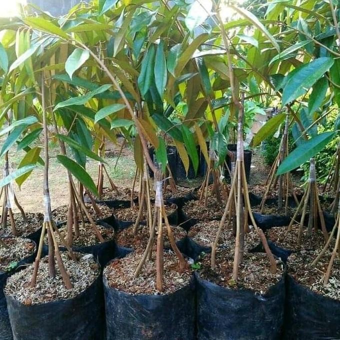 

Terlaris Jual Bibit Durian Musangking Kaki 3 | Grosir Bibit Durian Musangking