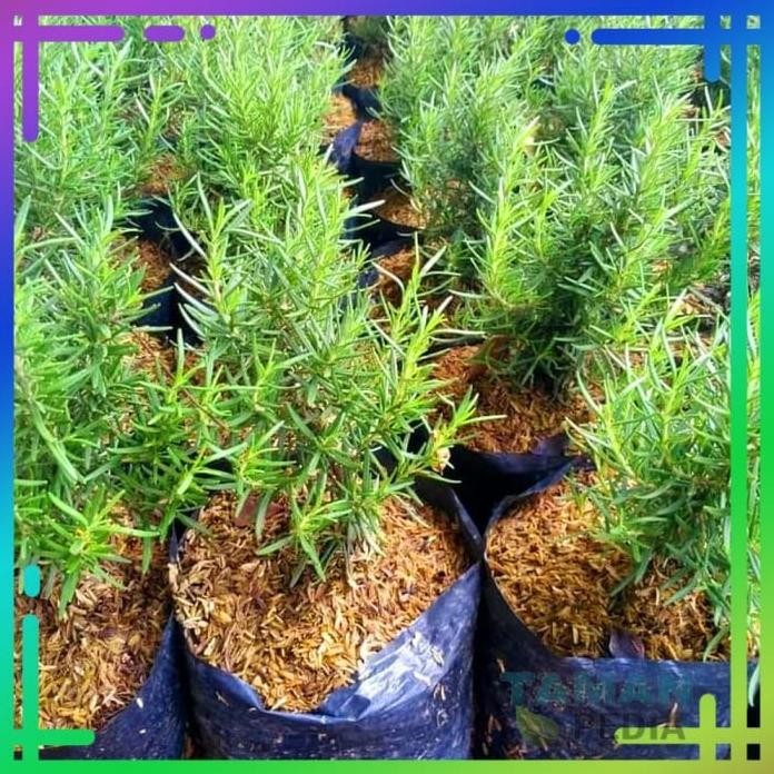 

Terlaris Tanaman Rosemeri/ Rosemary Pengusir Nyamuk - Bibit Tanam Yilstu 4001Ty