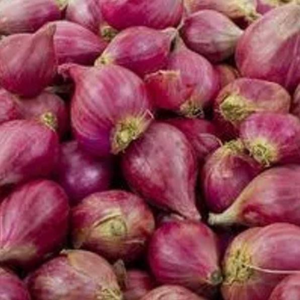 

Terlaris Ready Fresh Bibit Unggul Bawang Merah Sanren F1 | Benih Bawang Merah Sanren F1