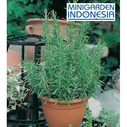 

Terlaris Benih Herbal Rosemary Ecer 3 Biji F1 Bibit Tanaman Obat Sayur Sayuran Herb