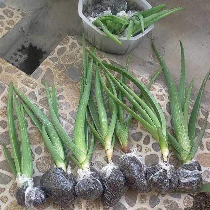 

Terlaris Bibit Lidah Buaya( Foto Asli Tanpa Edit)