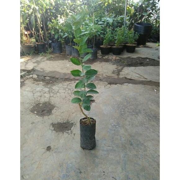 

Terlaris Bibit Jeruk Nipis Bangkok Okulasi Iwprap 8136Nd
