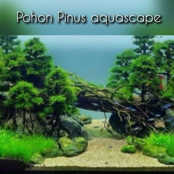 Terlaris Pohon Pinus Besar Untuk Hiasan Aquarium Aquascape