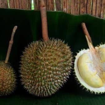 Terlaris Bibit Tanaman Buah Durian Kanjau Thailand