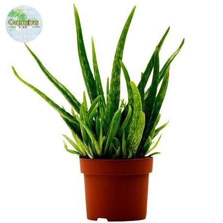 

Terlaris Bibit Tanaman Lidah Buaya Aloe Vera