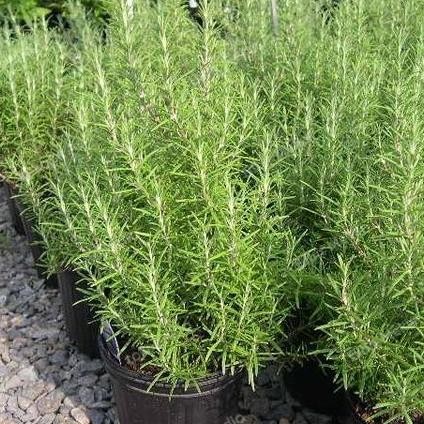 

Terlaris Benih Bibit Tanaman Rosemary Unggul Original