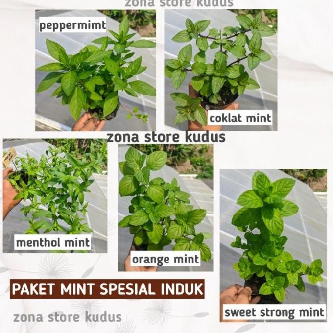 

Terlaris Paket Spesial Bibit Tanaman Daun Mint Induk