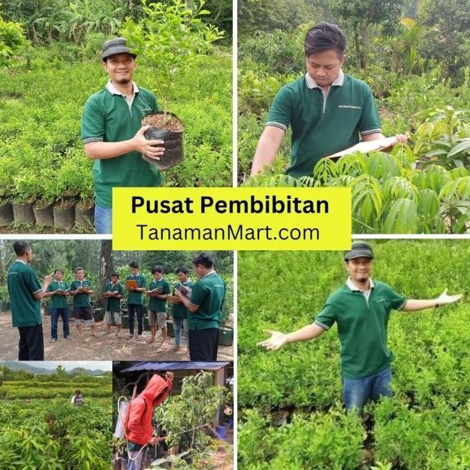 

Terlaris Bibit Tanaman Buah Jeruk Nipis Unggul, Murah, Bergaransi