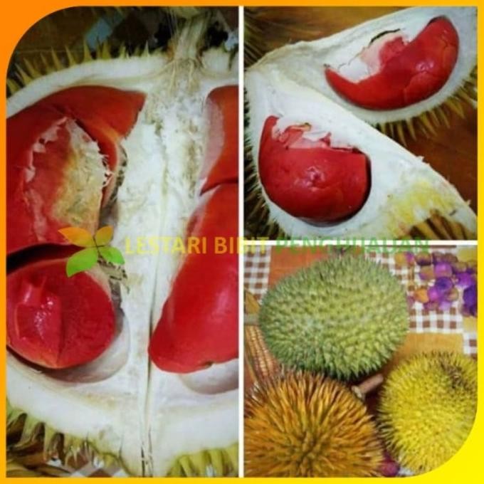 

Terlaris Bibit Durian Montong Merah Kaki 3