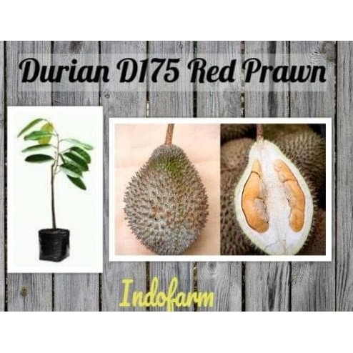 

Terlaris Tanaman Bibit Buah Durian D175 Red Prawn Kaki 1 W4Ge