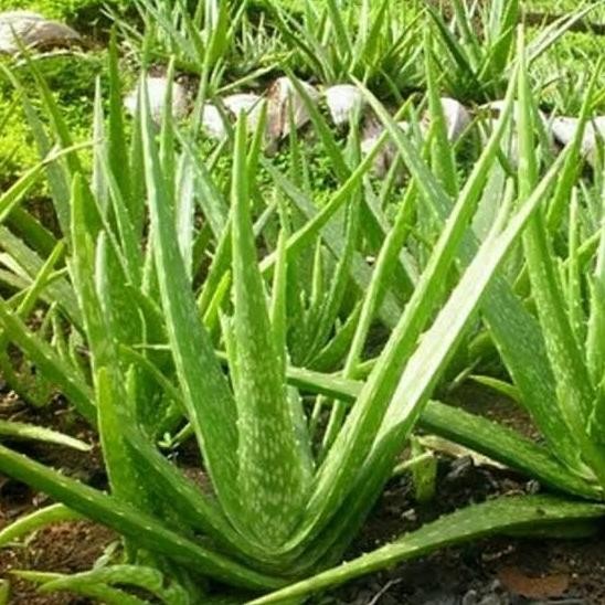 

Terlaris Bibit Tanaman Lidah Buaya Aloe Vera Untuk Kecantikan Dan Kesehatan