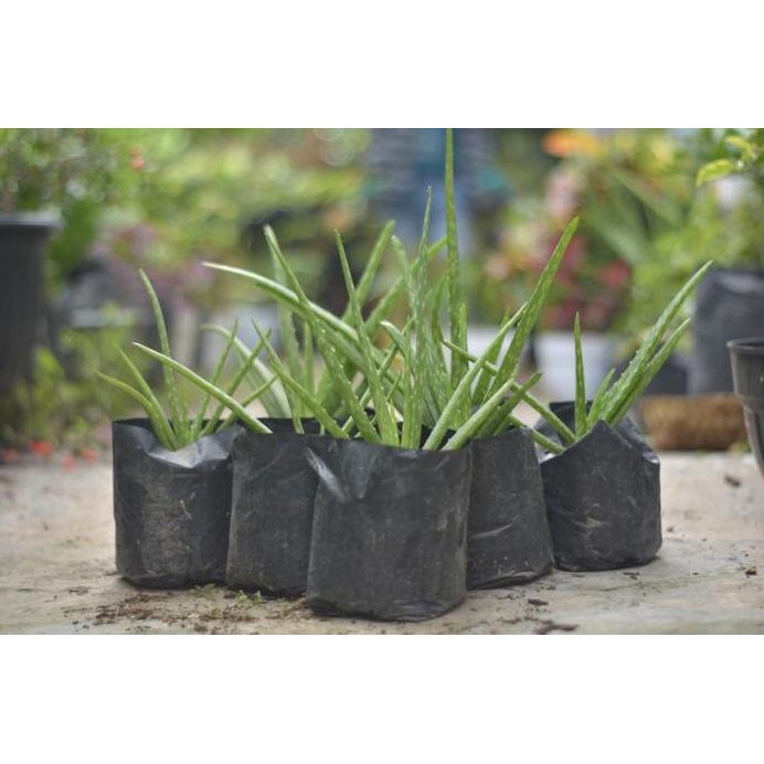 

Terlaris Bibit Tanaman Pohon Lidah Buaya/Aloevera