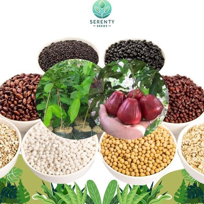 

Terlaris Bibit Tanaman Buah Jambu Air Dalhari Merah Okulasi Cepat Berbuah [40-70]