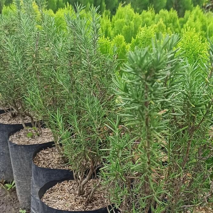 

Terlaris Rosemary Bibit Tanaman Herbal