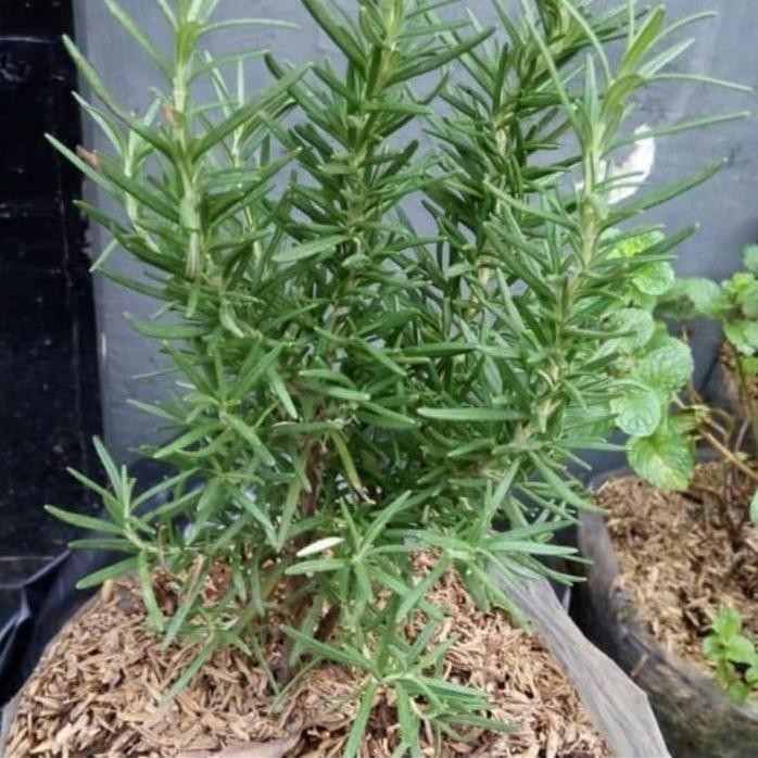 

Terlaris Bibit Tanaman Rosemary Herbal